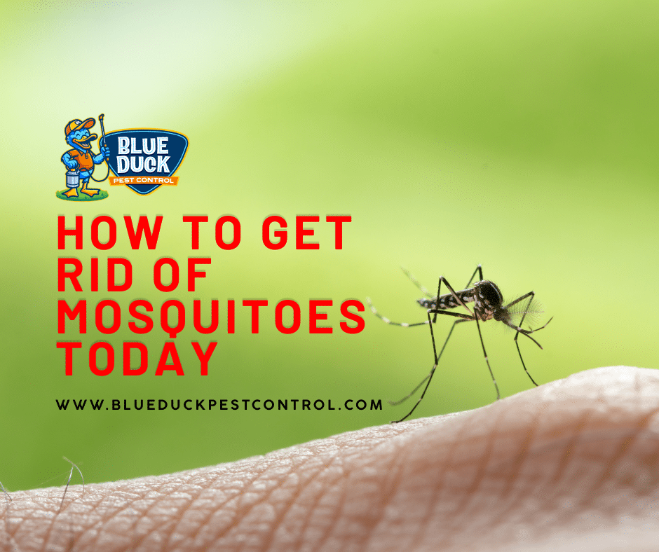 Mosquito biting human skin showing why Indianapolis homeowners need to learn how to get rid of mosquitoes in their yard.