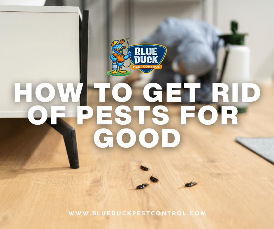 Blue Duck Pest Control technician showing how to get rid of pests for good for an Indianapolis home by treating hidden areas and with quarterly prevention.