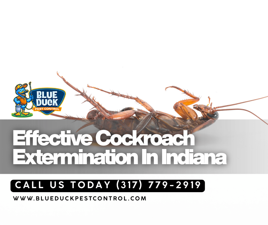 Dead cockroach on the floor evidence that best cockroach killer comes from professional inspection and treatment by Blue Duck Pest Control located in Indianapolis.