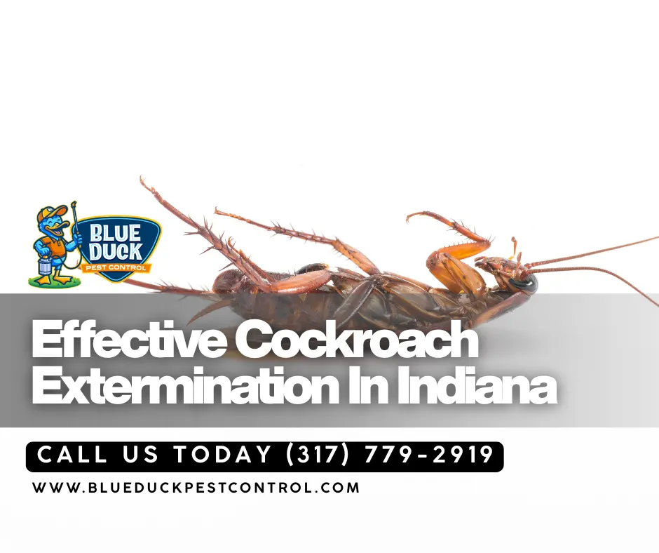 Dead cockroach on the floor evidence that best cockroach killer comes from professional inspection and treatment by Blue Duck Pest Control located in Indianapolis.