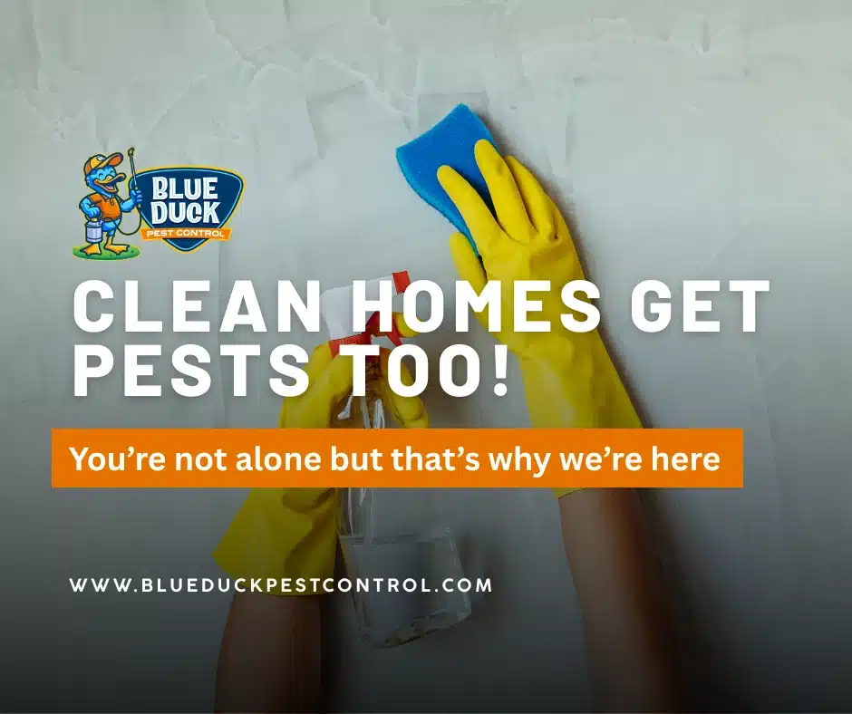 Gloved hands cleaning kitchen of a house in Indianapolis demonstrating that clean homes get pests because pests follow resources.