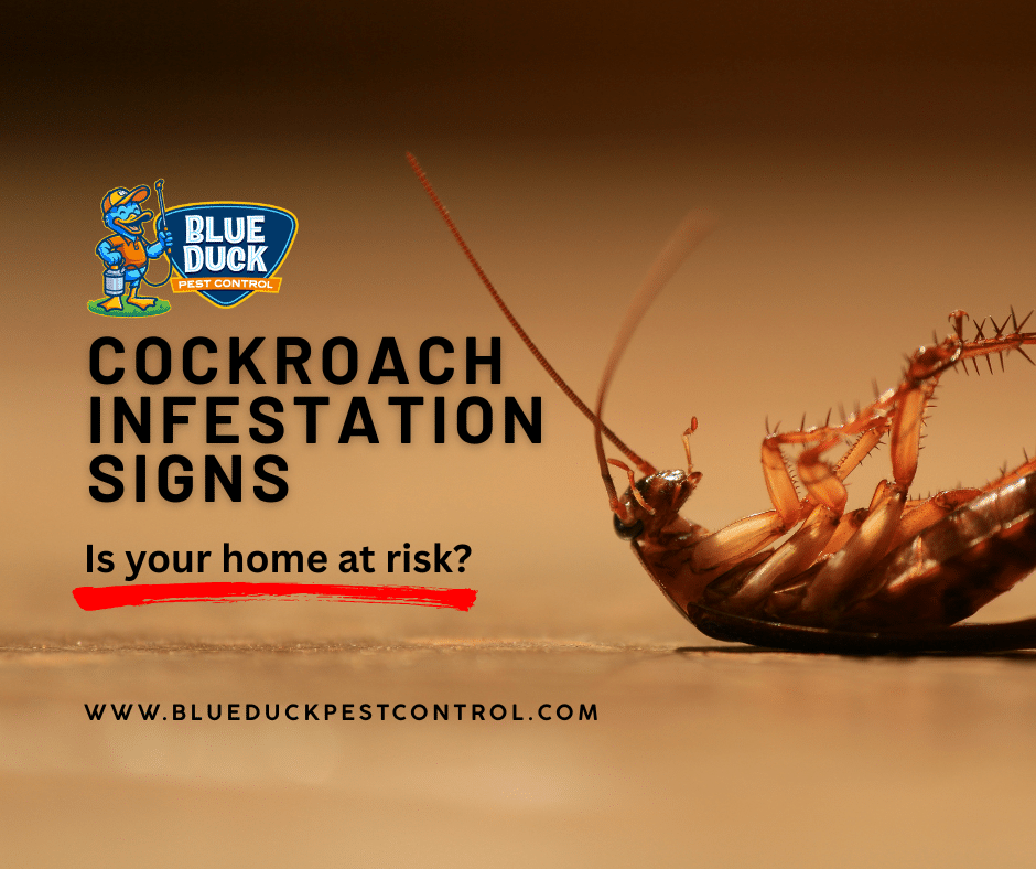 Adult cockroach on surface demonstrating cockroach infestation signs that mean it is time to call a professional like Blue Duck Pest Control for Central Indiana homeowners.