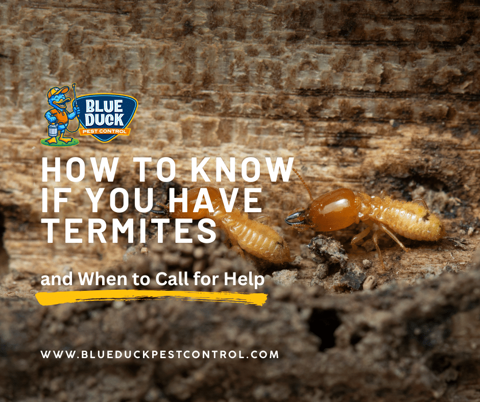 Termite on damaged wood helping homeowners understand how to know if you have termites before major destruction of their homes in Indianapolis.
