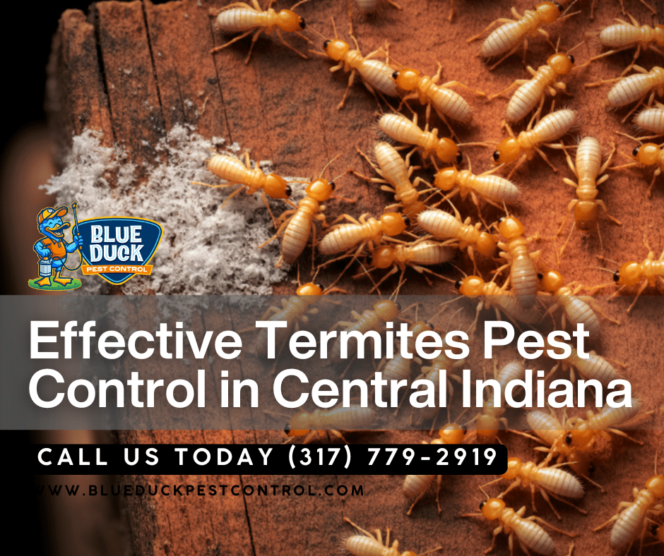 Worker termite tunneling through wood revealing how to know if you have termites in your Indianapolis home by hollow sounding walls.