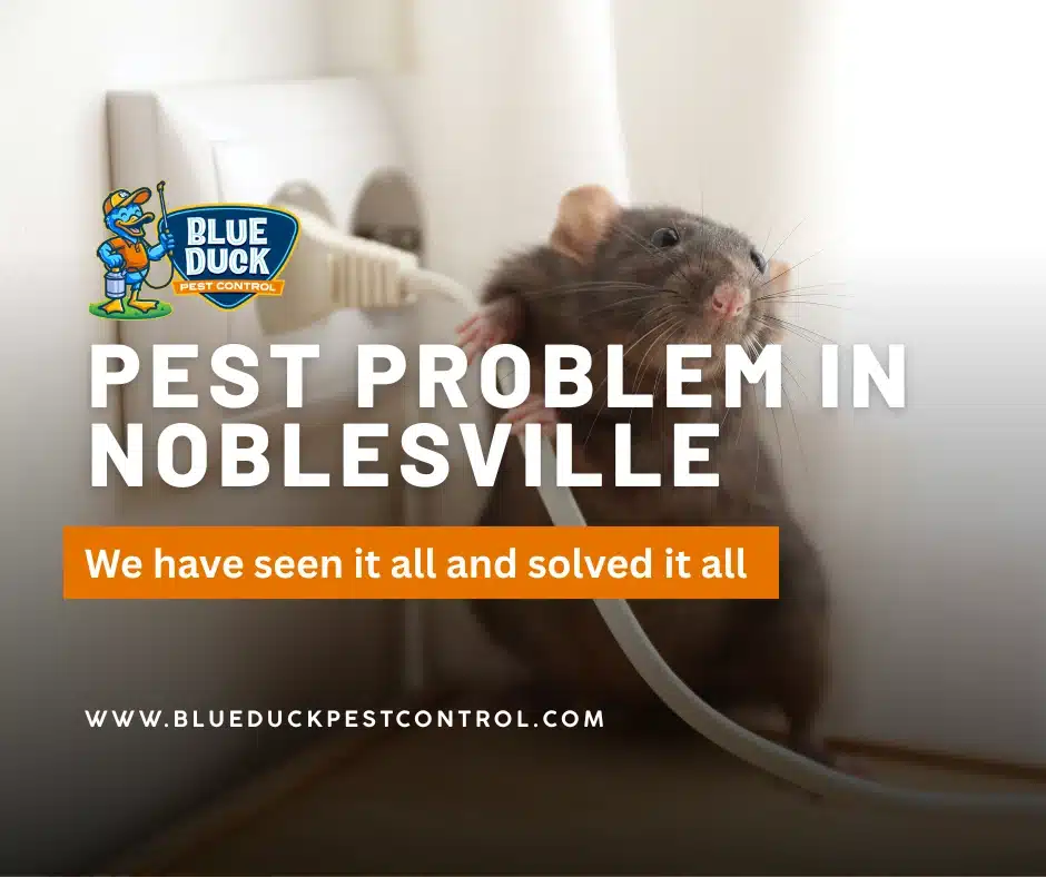 Rat at entry point showing pest problem Noblesville homeowners can prevent with exclusion sealing by Blue Duck Pest Control.