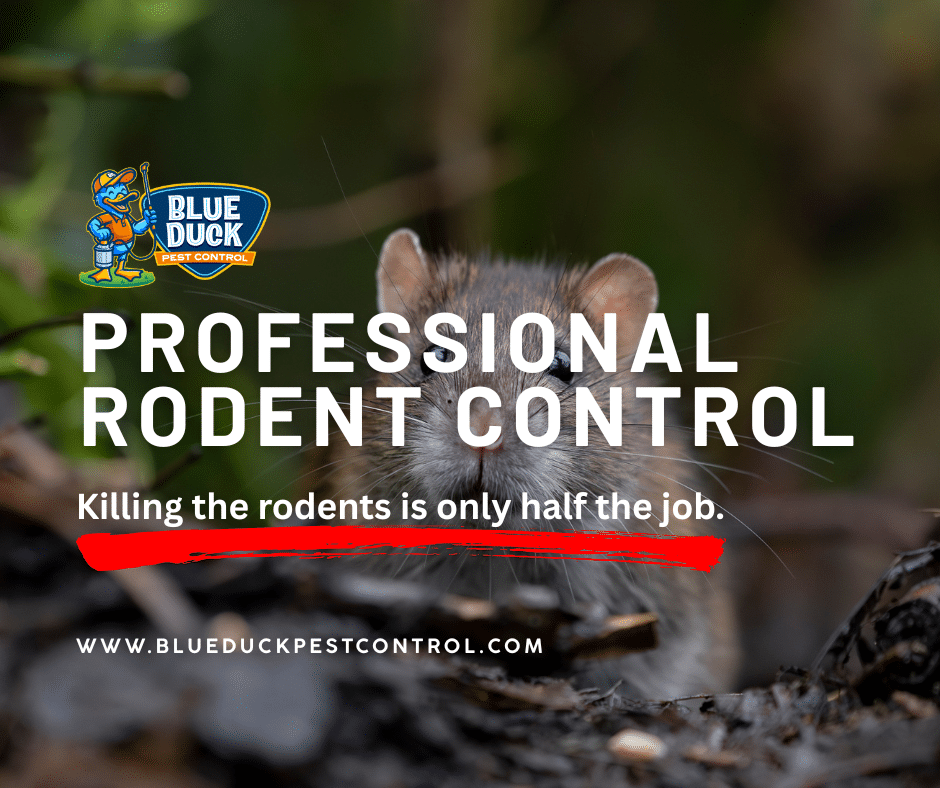 Indianapolis home rat problem requiring professional rodent control from Blue Duck Pest Control.