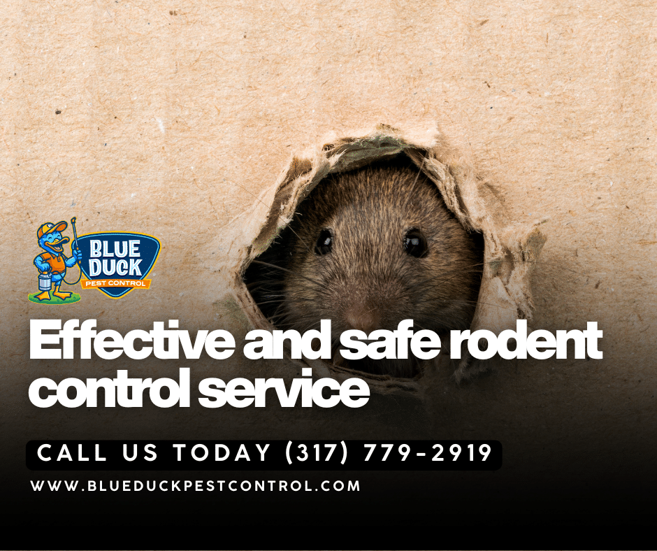 Rodent at foundation crack highlighting importance of professional rodent control from Blue Duck Pest Control for family safety.