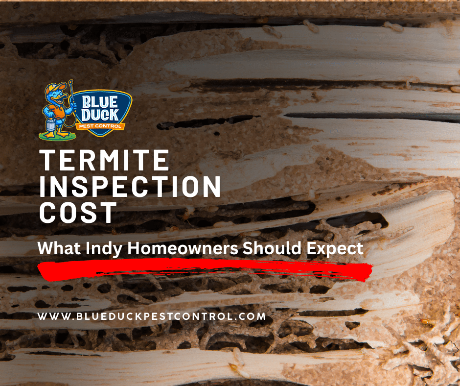 Termite damage on wall showing why termite inspection cost by Blue Duck Pest Control is worth every penny for Indianapolis homeowners.