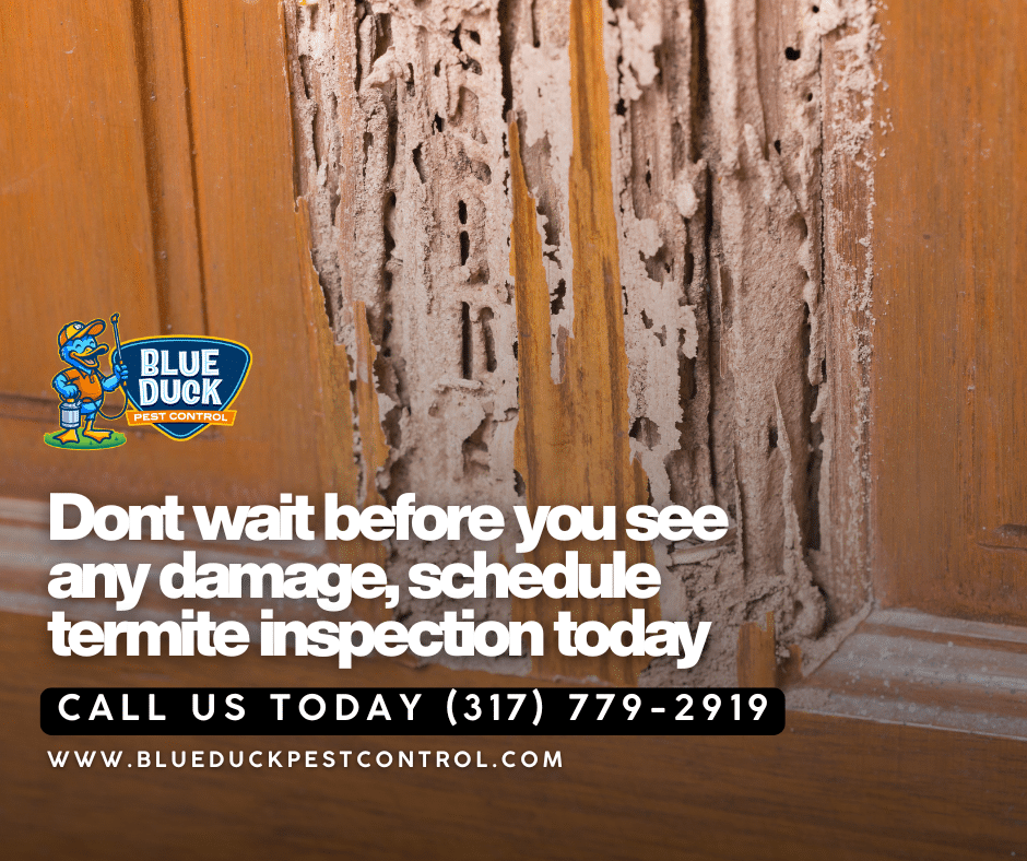 Door destroyed by termites demonstrating what attracts termites and how a 97-dollar inspection from Blue Duck Pest Control prevents this for Indiana homeowners.