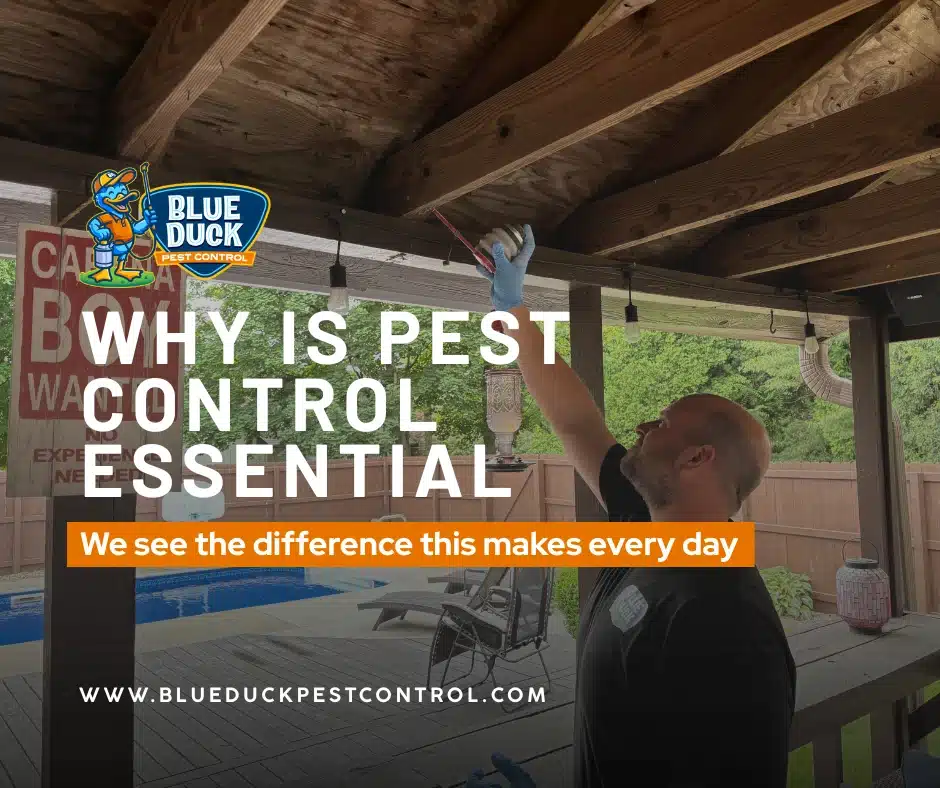 Blue Duck pest control worker inspecting baseboards demonstrating why pest control is essential for preventing damage for Indianapolis homes and businesses.