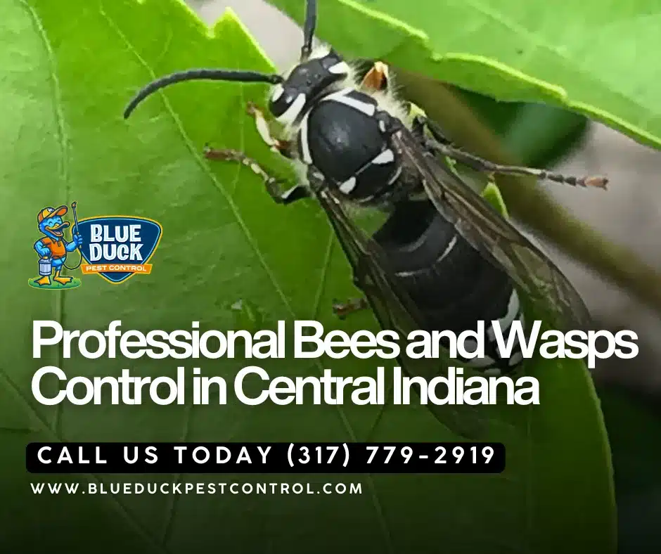 Aggressive bald-faced hornet indicating need for bees and wasps control starting at 199 dollars in Indianapolis, Indiana.