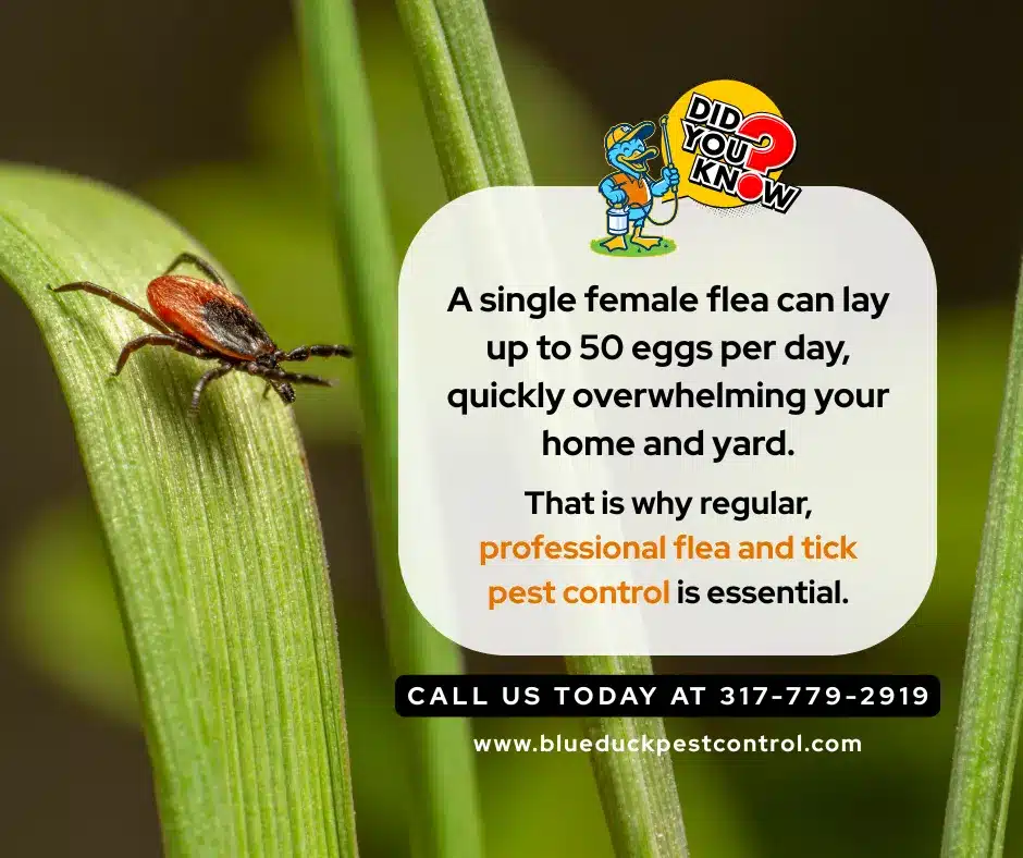 Tick in tall grass requiring flea and tick pest control from Blue Duck for Carmel and Central Indiana homeowners.