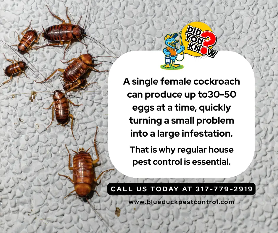 Infographic illustrating cockroach egg production and the importance of house pest control for Indianapolis families.