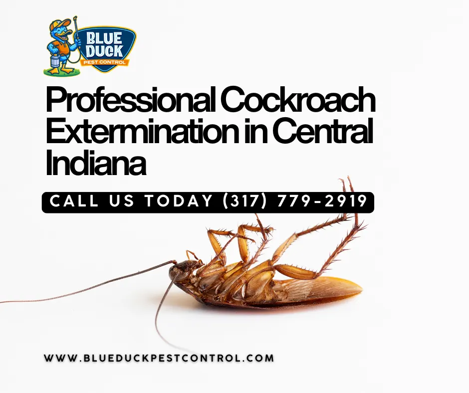 Dead cockroach on the kitchen floor eliminated by Blue Duck Pest Control showing how to get rid of cockroaches safely for families in Indianapolis.