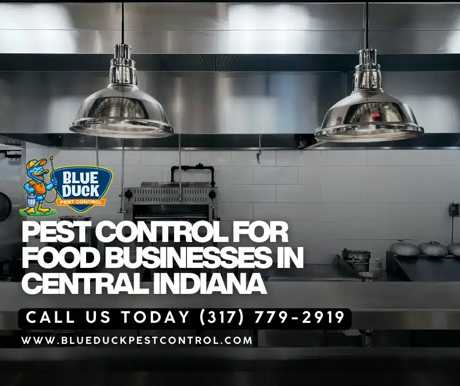 Indianapolis restaurant kitchen benefiting from pest control for food business services by Blue Duck Pest Control.