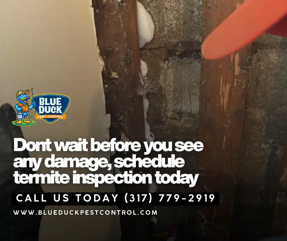Termite damaged wood in Indianapolis home showing signs of a termite infestation requiring professional pest control treatment.