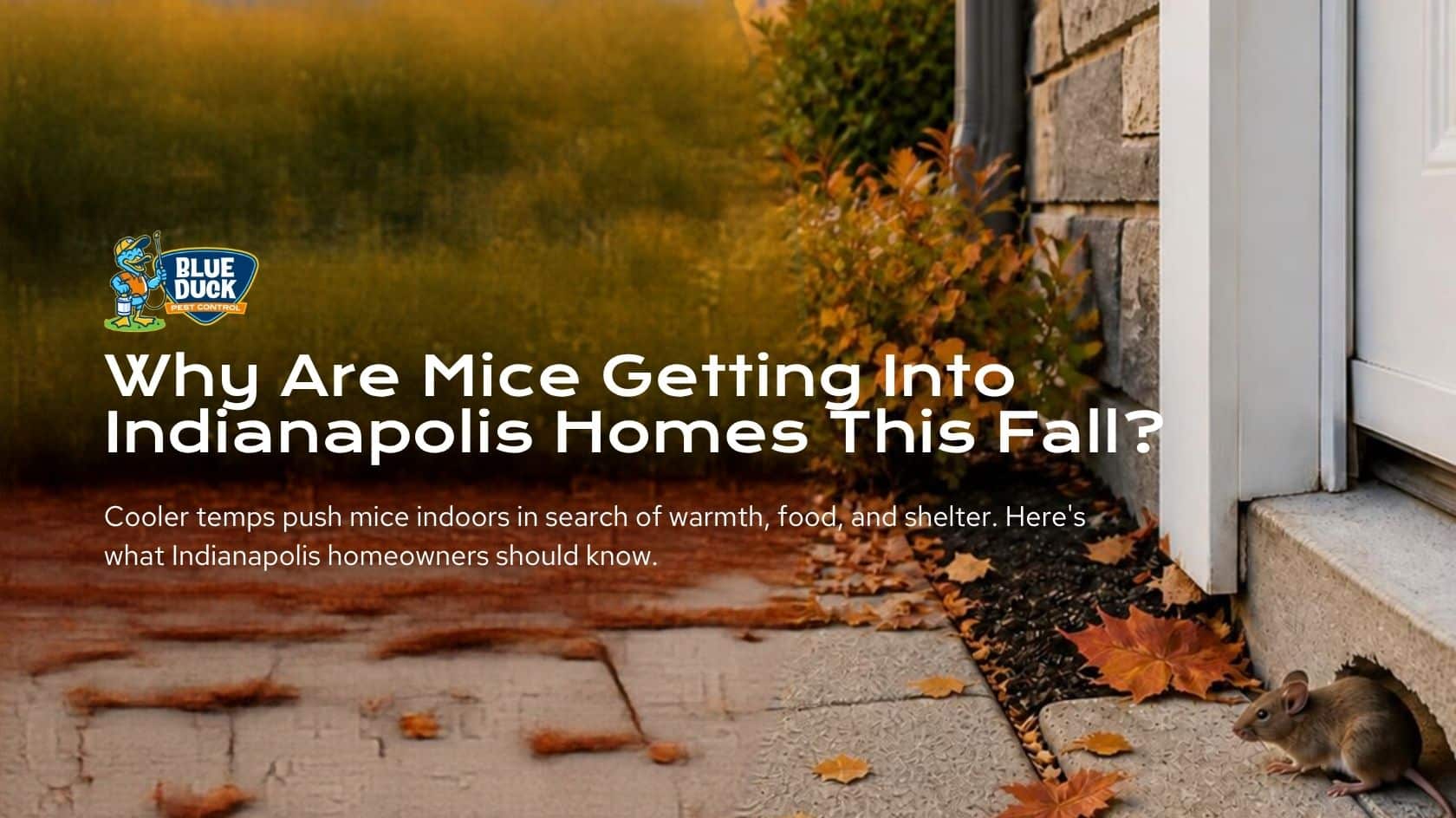 Mouse entering an Indianapolis home through a small exterior gap during fall as cooler temperatures drive rodents indoors.