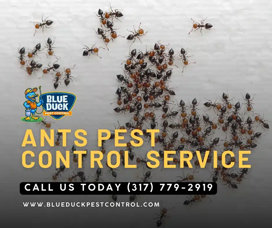 Ant colony near food source requiring professional ants pest control from Blue Duck in Fishers, Central Indiana