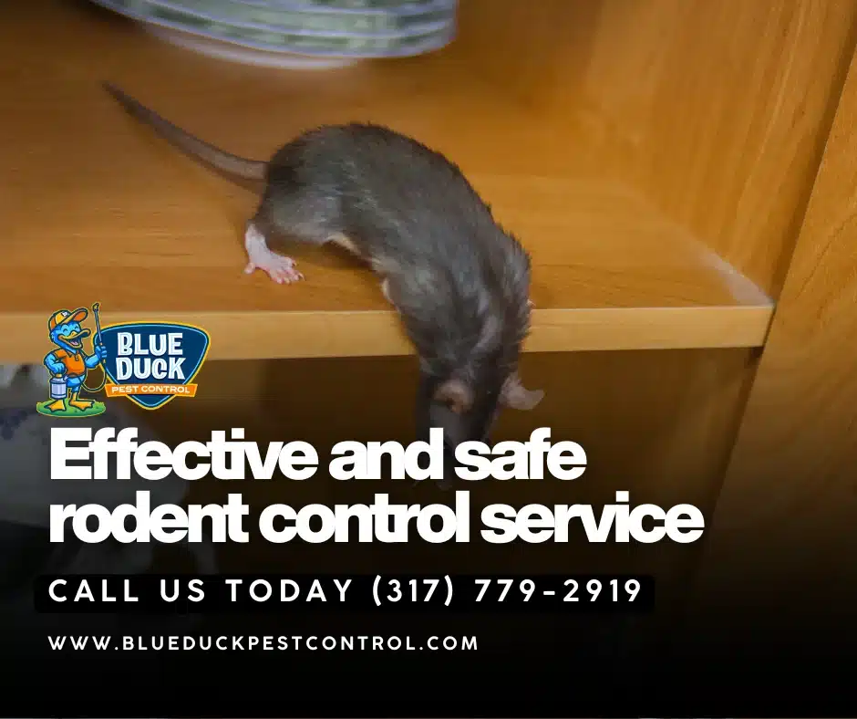 Rat in living space demonstrating how to tell if you have rats requiring expert pest control in Carmel.