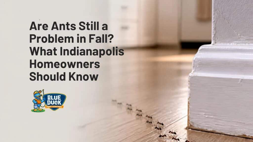 Ants Indianapolis homeowners may find entering kitchens and living spaces in Carmel, Indiana, during fall while searching for food and shelter.