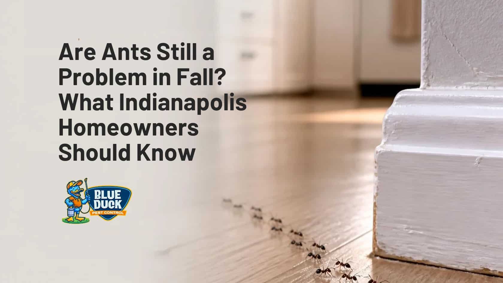 Ants Indianapolis homeowners may find entering kitchens and living spaces in Carmel, Indiana, during fall while searching for food and shelter.