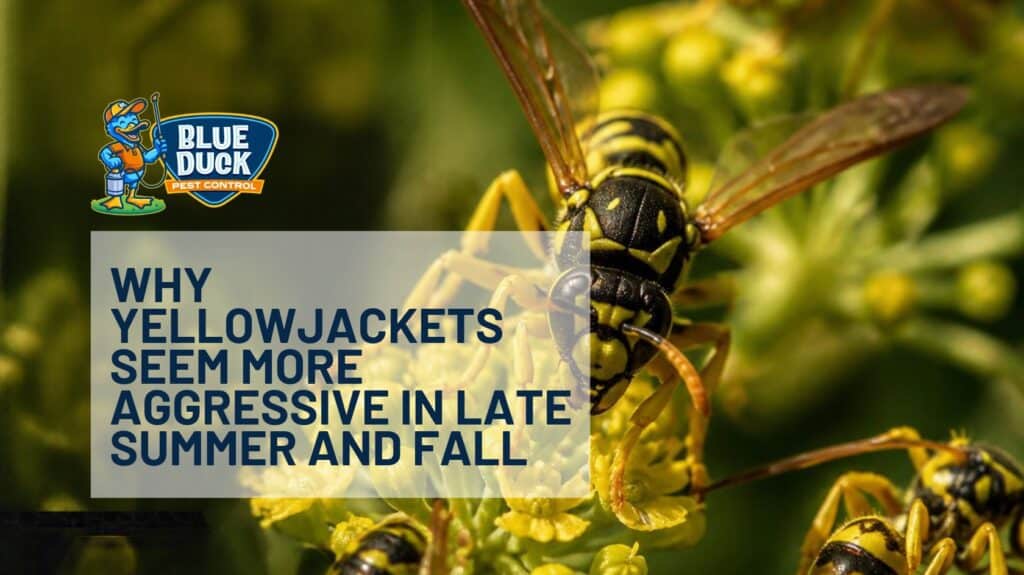 Yellowjackets Indianapolis homeowners may encounter near patios and gardens in Noblesville, Indiana, during late summer and fall.