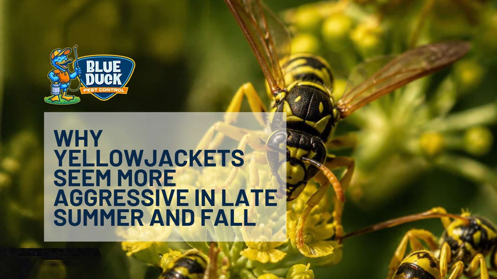 Yellowjackets Indianapolis homeowners may encounter near patios and gardens in Noblesville, Indiana, during late summer and fall.