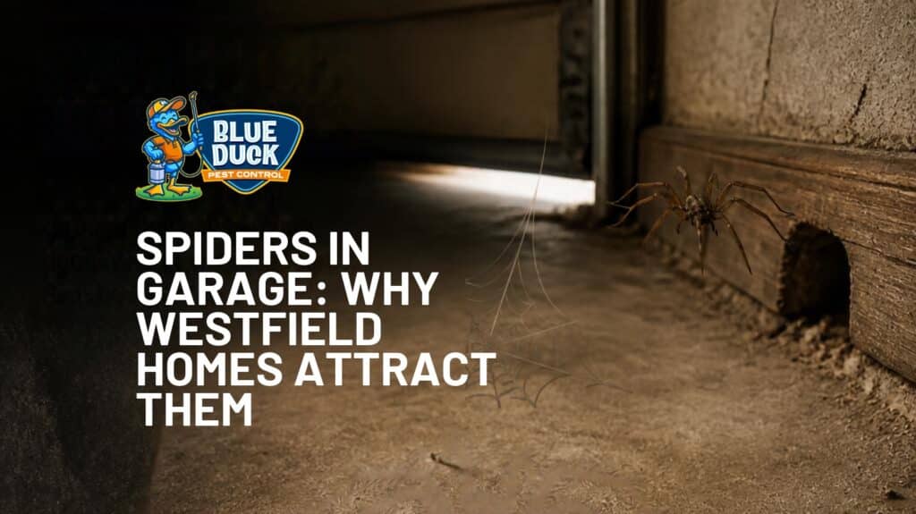 Spiders in garage spaces around a Westfield, Indiana home during fall, showing a common area where spiders may hide and build webs.